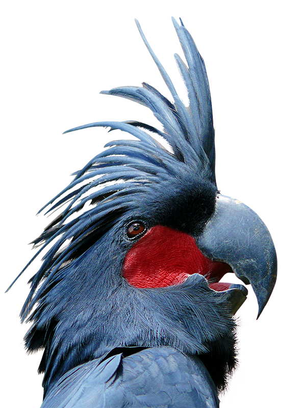 Misfit-branding-palm-cockatoo